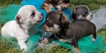 🐶 Chihuahua di 1 anno e 1 mese in vendita a Foggia (FG) e in tutta Italia da privato