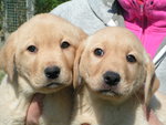 Labrador Cuccioli Disponibili - Foto n. 4