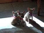 Chihuahua Bellissimi Cuccioli - Foto n. 2