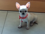 Chihuahua Bellissimi Cuccioli