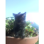 Gattino di 2 mesi Simil Tiffany nero pelo Semilungo - Foto n. 2