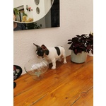 Bulldog Francese Merle Maschietto - Foto n. 2