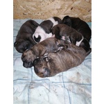 Cuccioli di Staffordshire bull Terrier - Foto n. 9