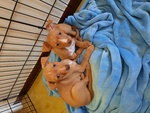 Cucciole Cirneco - Foto n. 1