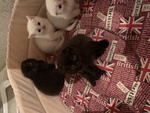 Cuccioli di Scottish Fold - Foto n. 3