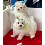 Cuccioli di Maltese Toy - Foto n. 3