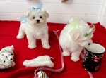 Cuccioli di Maltese Toy - Foto n. 4