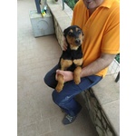 🐶 Rottweiler femmina in adozione a Montecorvino Pugliano (SA) e in tutta Italia da privato