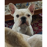 🐶 Bulldog Francese maschio di 3 anni in accoppiamento a Crotone (KR) da privato