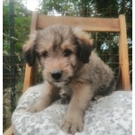 🐶 Irish Soft Coated Wheaten Terrier maschio di 1 anno e 1 mese in adozione a Cassino (FR) e in tutta Italia da privato