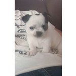 Cucciolo di Chihuahua - Foto n. 5