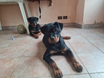 🐶 Rottweiler femmina di 1 anno e 3 mesi in vendita a Ragusa (RG) da privato