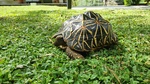Tartaruga di Terra Geochelone Elegans - Foto n. 3