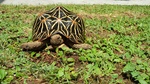 Tartaruga di Terra Geochelone Elegans - Foto n. 5