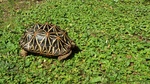 Tartaruga di Terra Geochelone Elegans - Foto n. 6