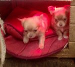 Cuccioli di Chihuahua Perugia - Foto n. 5