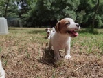 Cuccioli di jack Russell Terrier - Foto n. 2