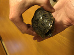 Vendo tartarughe Sternotherus Odoratus