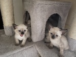 Cuccioli di Gatto Siamese - Foto n. 2
