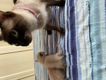 Cuccioli di Gatto Siamese - Foto n. 3