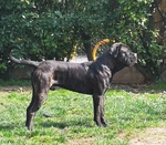 Cucciola nera Disponibile di cane Corso - Foto n. 2