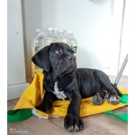 🐶 Cane Corso femmina di 1 anno in vendita a Pordenone (PN) da privato