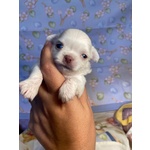 🐶 Chihuahua di 6 mesi in vendita a Grosseto (GR) da privato