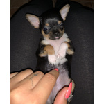 🐶 Chihuahua di 11 mesi in vendita a Rivodutri (RI) da privato