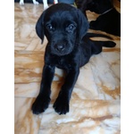 🐶 Labrador di 7 mesi in vendita a Palermo (PA) da privato