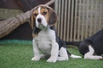 Beagle Cuccioli Splendidi con Pedigree - Foto n. 4