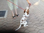 Cani Cucciolo Maschio Setter Inglese - Foto n. 4