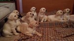 Cucciola di Labrador Retriever Gialla