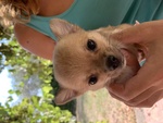 Cuccioli di Chihuahua a pelo Lungo o Corto - Foto n. 7