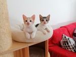 Adorabili Gattini di 2 Mesi - Foto n. 2