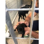 🐶 Labrador di 4 mesi in adozione a Nocera Inferiore (SA) da privato