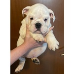 🐶 Bulldog Inglese di 6 mesi in vendita a Casorate Sempione (VA) e in tutta Italia da privato