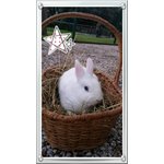 Tommy - coniglietto in adozione