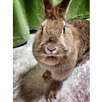 Julia Roberts - coniglietta in adozione