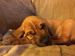 Meravigliosa Cucciolata di Bloodhound - Foto n. 3