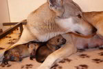 Cuccioli cane lupo Cecoslovacco - Foto n. 6