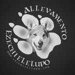 Cuccioli cane lupo Cecoslovacco