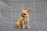 Chihuahua Puppy Female Small size with Pedigree - Foto n. 3