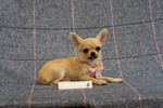 Chihuahua Puppy Female Small size with Pedigree - Foto n. 4