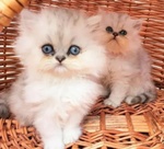 Gattini di Persiano bianci