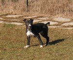 American Staffordshire Terrier Cuccioli Pedigree Enci - Foto n. 7