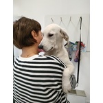 🐶 Labrador femmina in vendita a Monza (MB) e in tutta Italia da privato