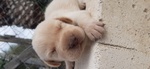 🐶 Labrador di 8 mesi in vendita a Licata (AG) e in tutta Italia da privato