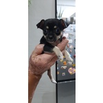 🐶 Chihuahua di 5 mesi in vendita a Lecce (LE) e in tutta Italia da privato