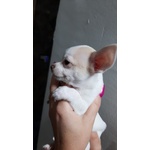 Cuccioli di Chihuahua - Foto n. 3