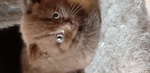 Cuccioli British Shorthaire con Pedigree - Foto n. 3